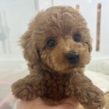 将来の夢はトップモデル★トイプードルくん！