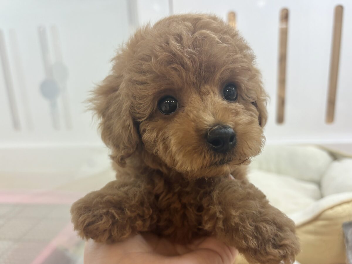将来の夢はトップモデル★トイプードルくん! トイプードル