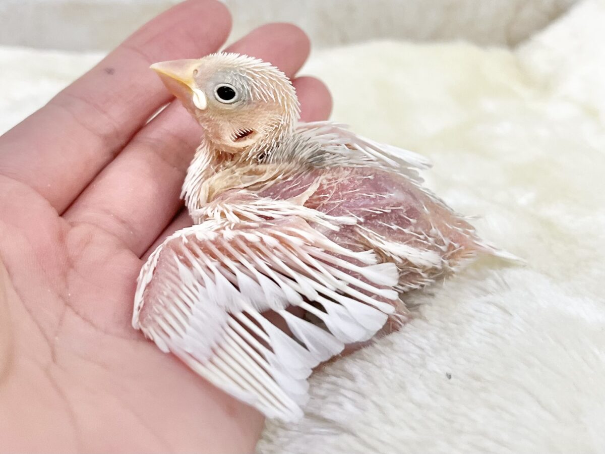 白い妖精降臨🤍✨ 白文鳥 白文鳥