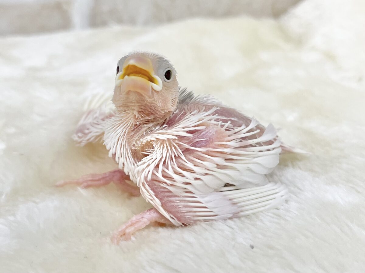 白文鳥
