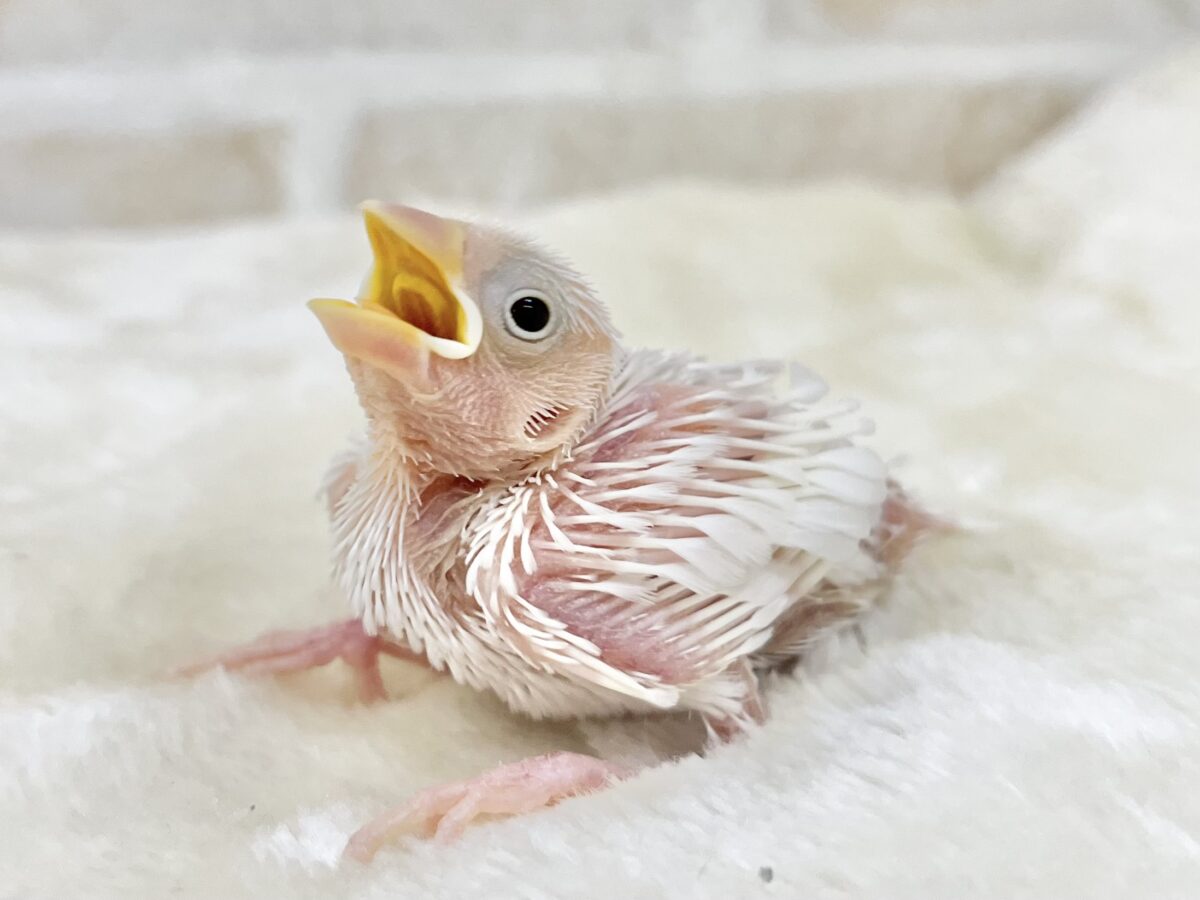 白文鳥