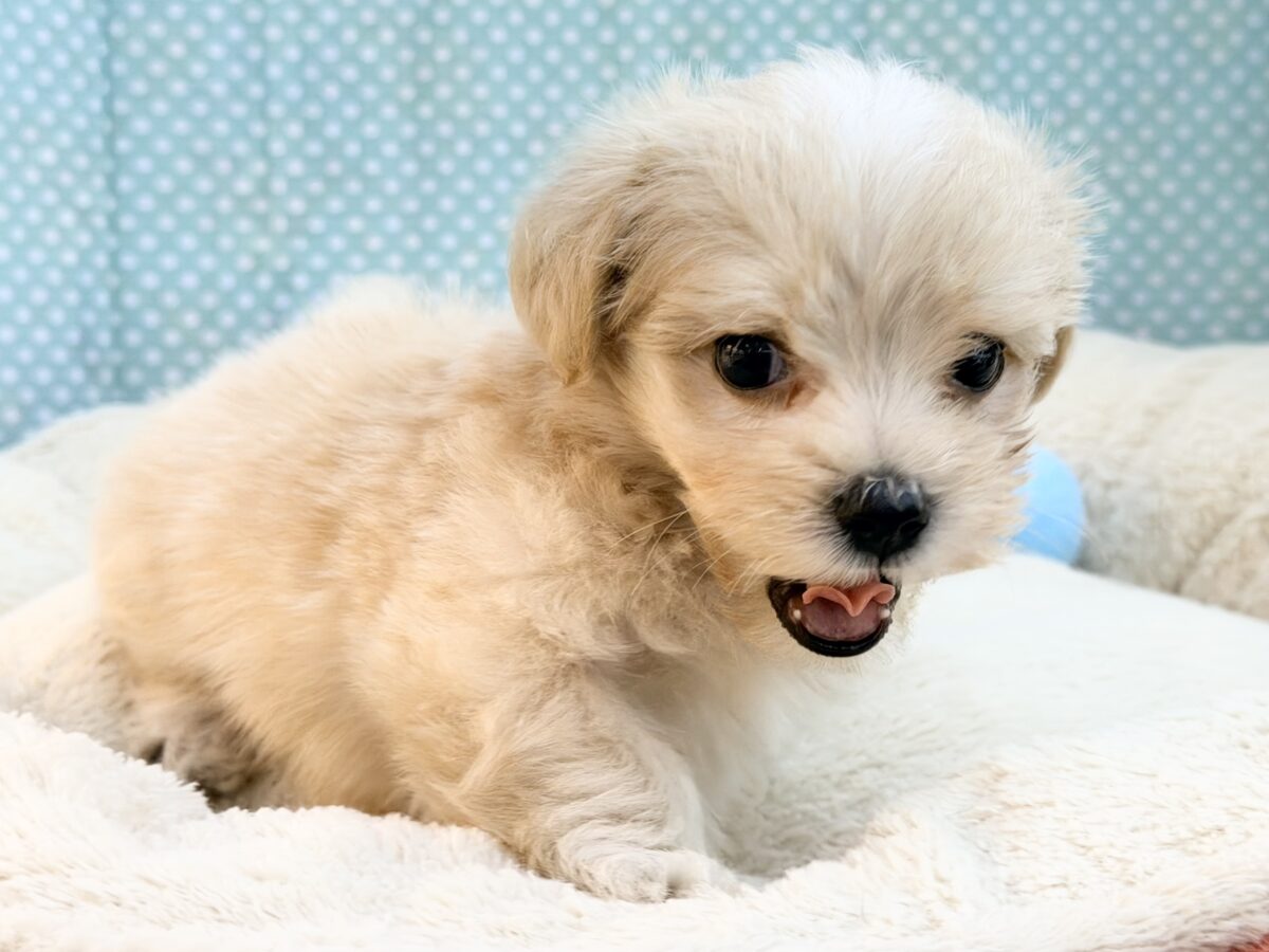 元気いっぱいのボク。かまってちゃんだよ〜🐶💕ハーフ犬(マルチーズ×プードル)入荷しました❤️ マルプー