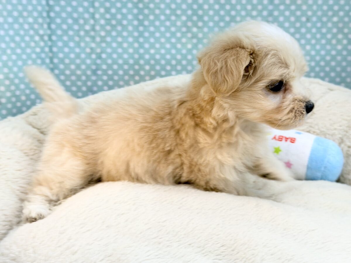 元気いっぱいのボク。かまってちゃんだよ〜🐶💕ハーフ犬(マルチーズ×プードル)入荷しました❤️ マルプー