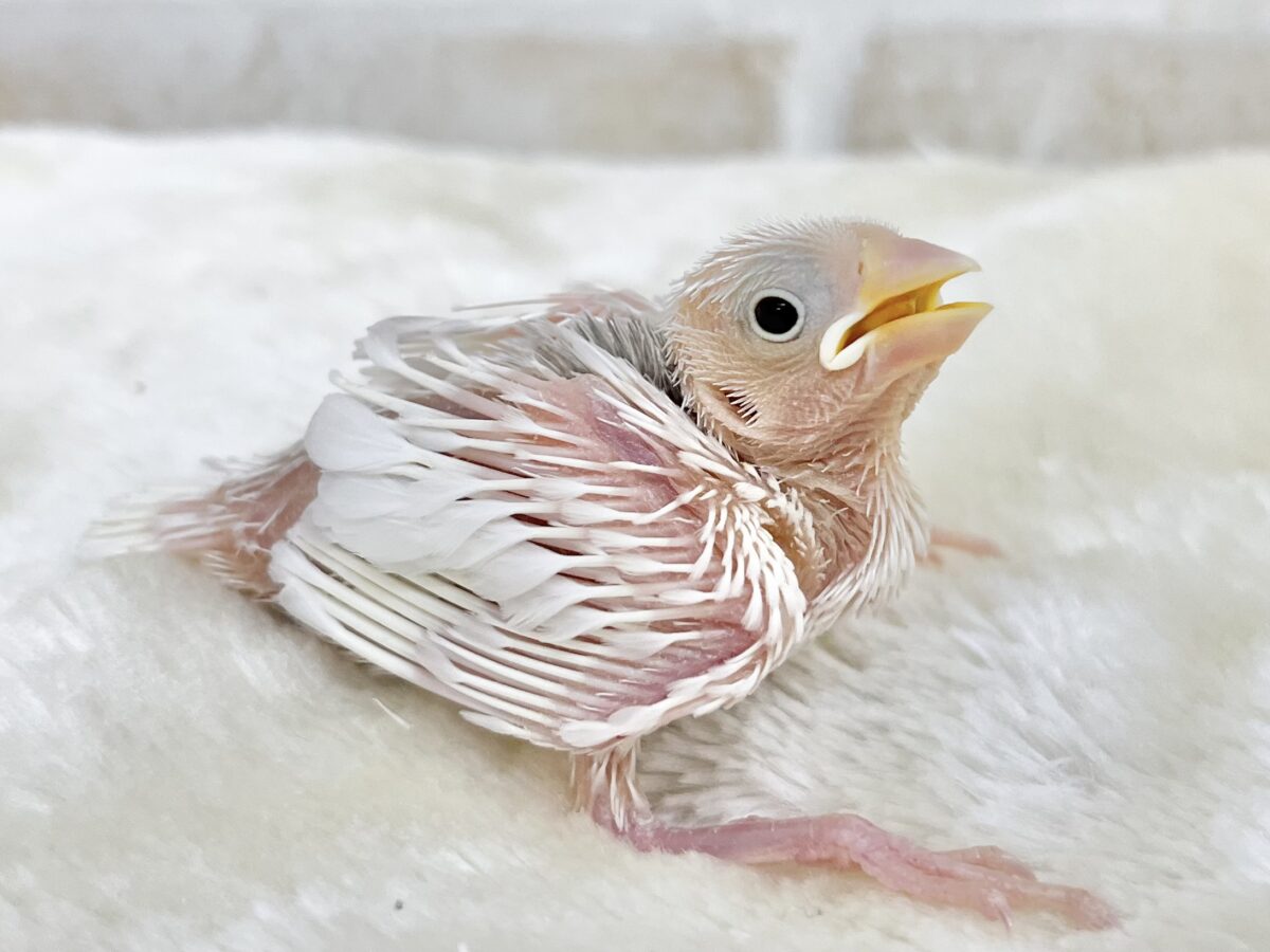 白文鳥