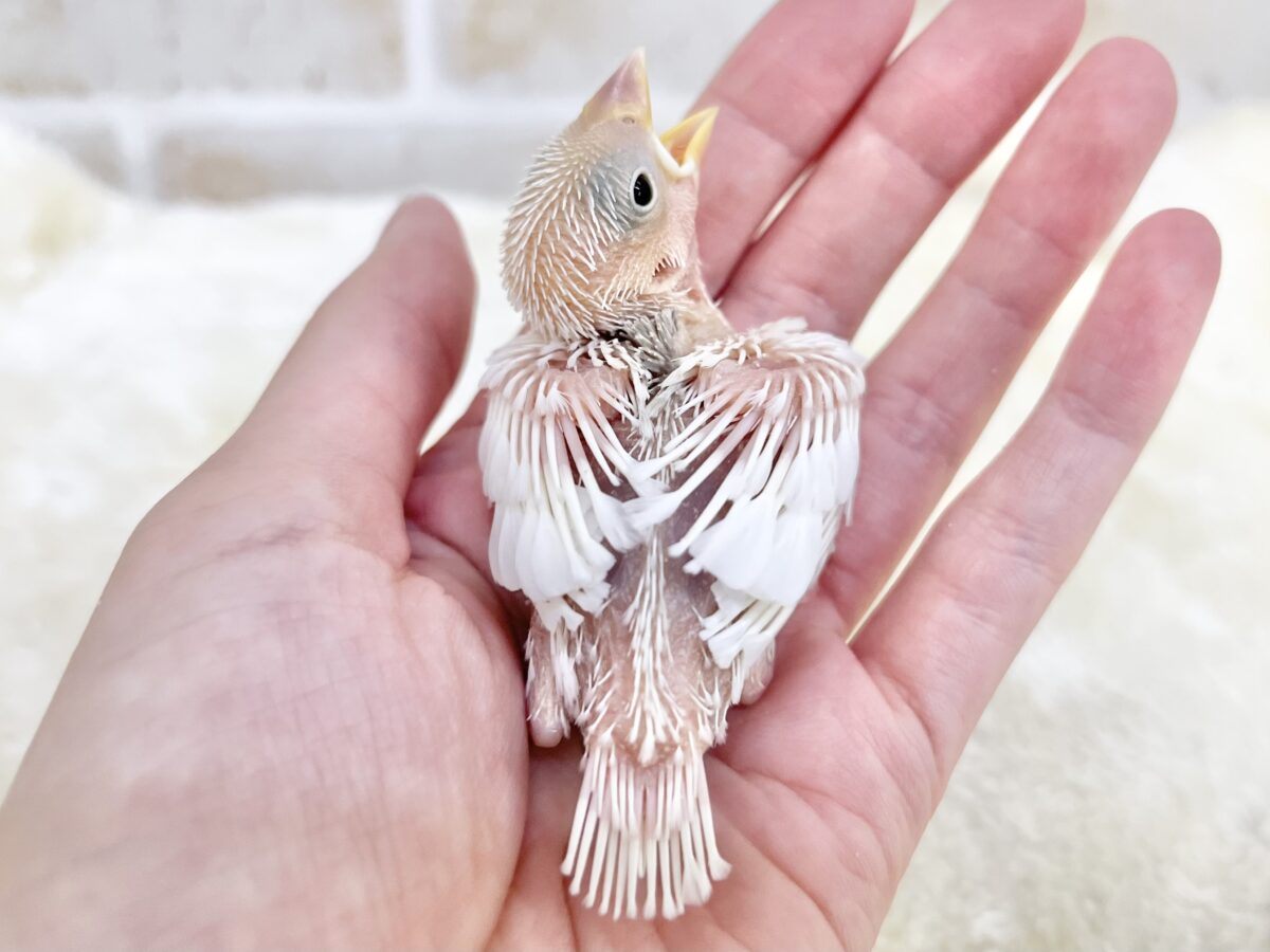 白文鳥