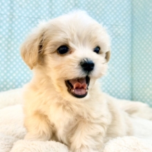 元気いっぱいのボク。かまってちゃんだよ〜🐶💕ハーフ犬(マルチーズ×プードル)入荷しました❤️