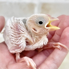 白い妖精降臨🤍✨　白文鳥