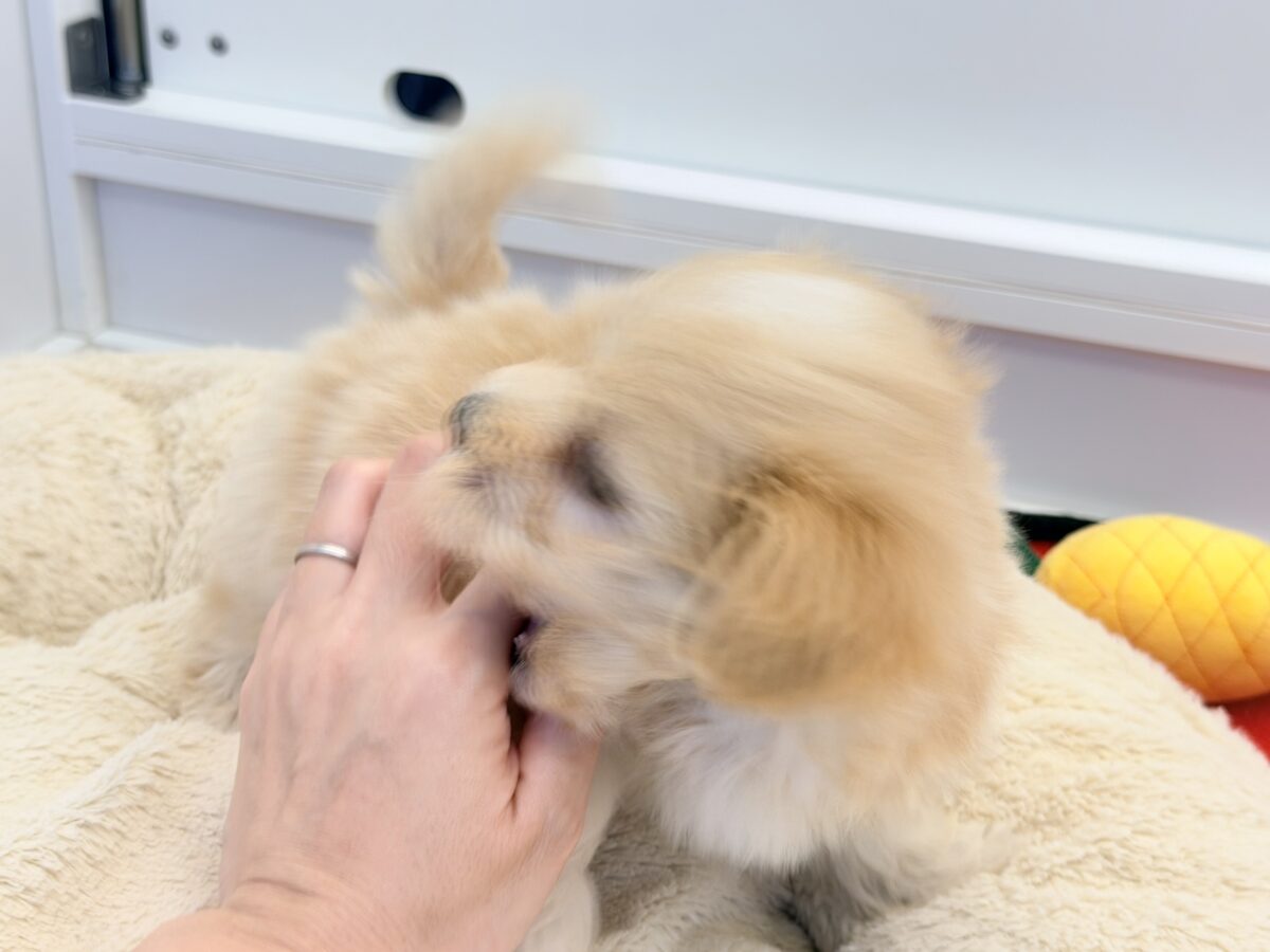 元気いっぱいのボク。かまってちゃんだよ〜🐶💕ハーフ犬(マルチーズ×プードル)入荷しました❤️ マルプー