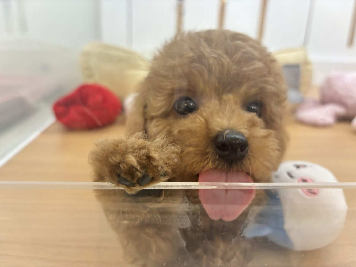 将来の夢はトップモデル★トイプードルくん! トイプードル