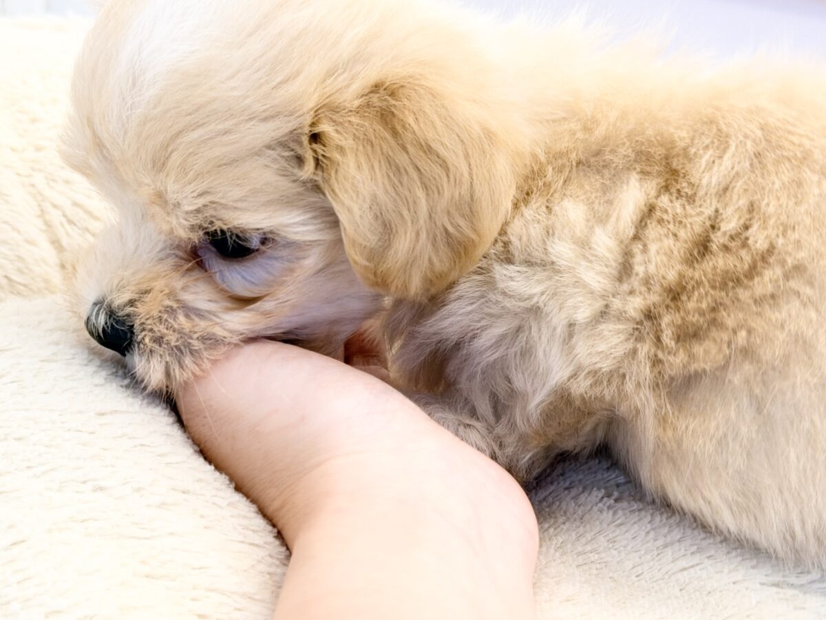 元気いっぱいのボク。かまってちゃんだよ〜🐶💕ハーフ犬(マルチーズ×プードル)入荷しました❤️ マルプー