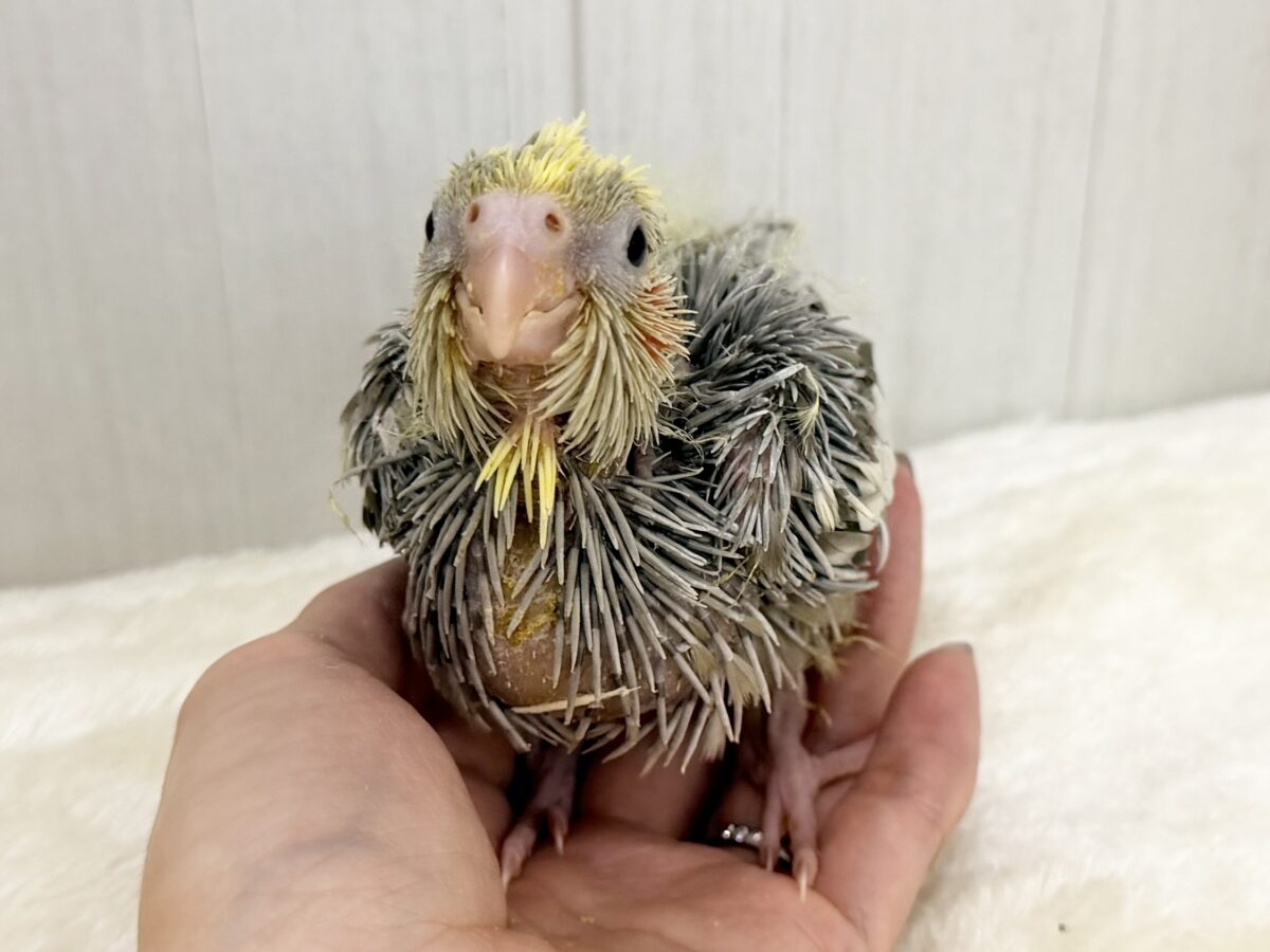 オカメインコ
