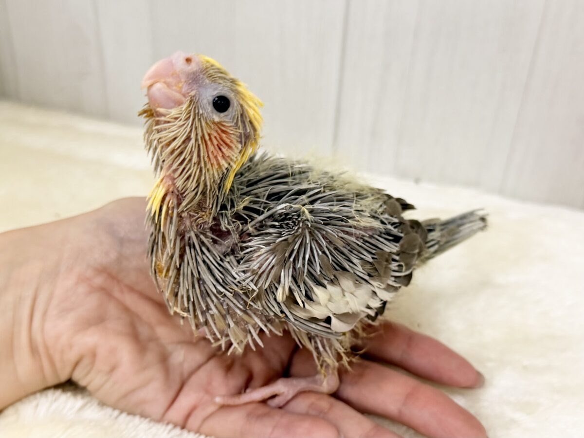 オカメインコ