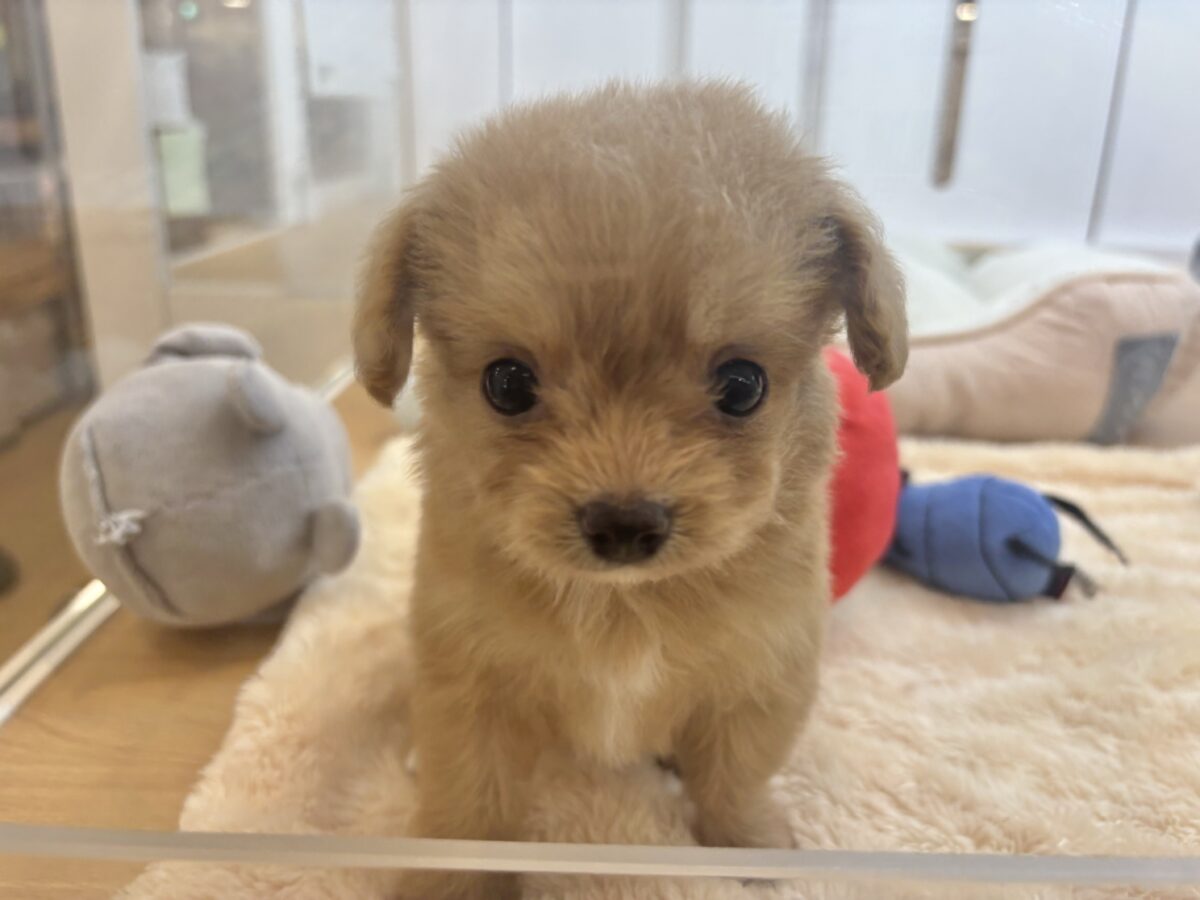 胸にダイブしていいですか♡♡?チワプーちゃん! チワプー
