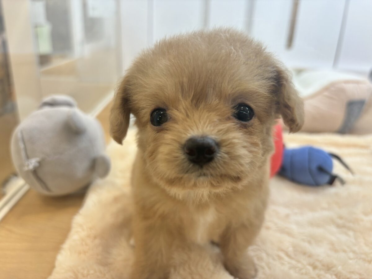 胸にダイブしていいですか♡♡?チワプーちゃん! チワプー