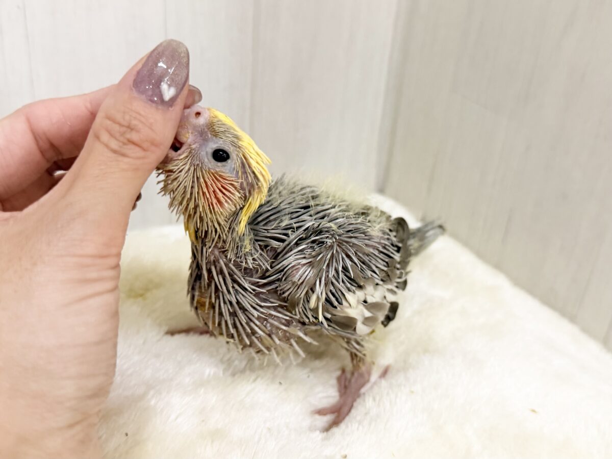 オカメインコ