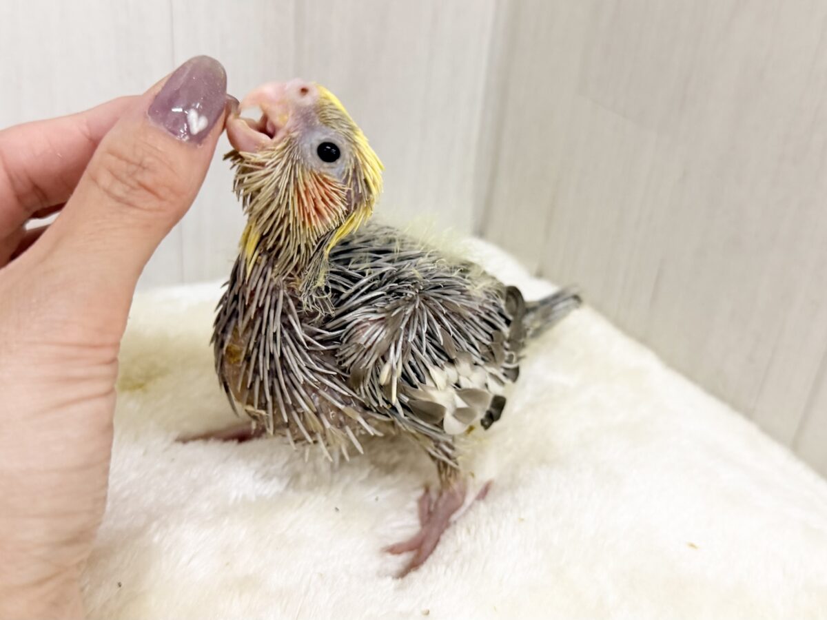 オカメインコ