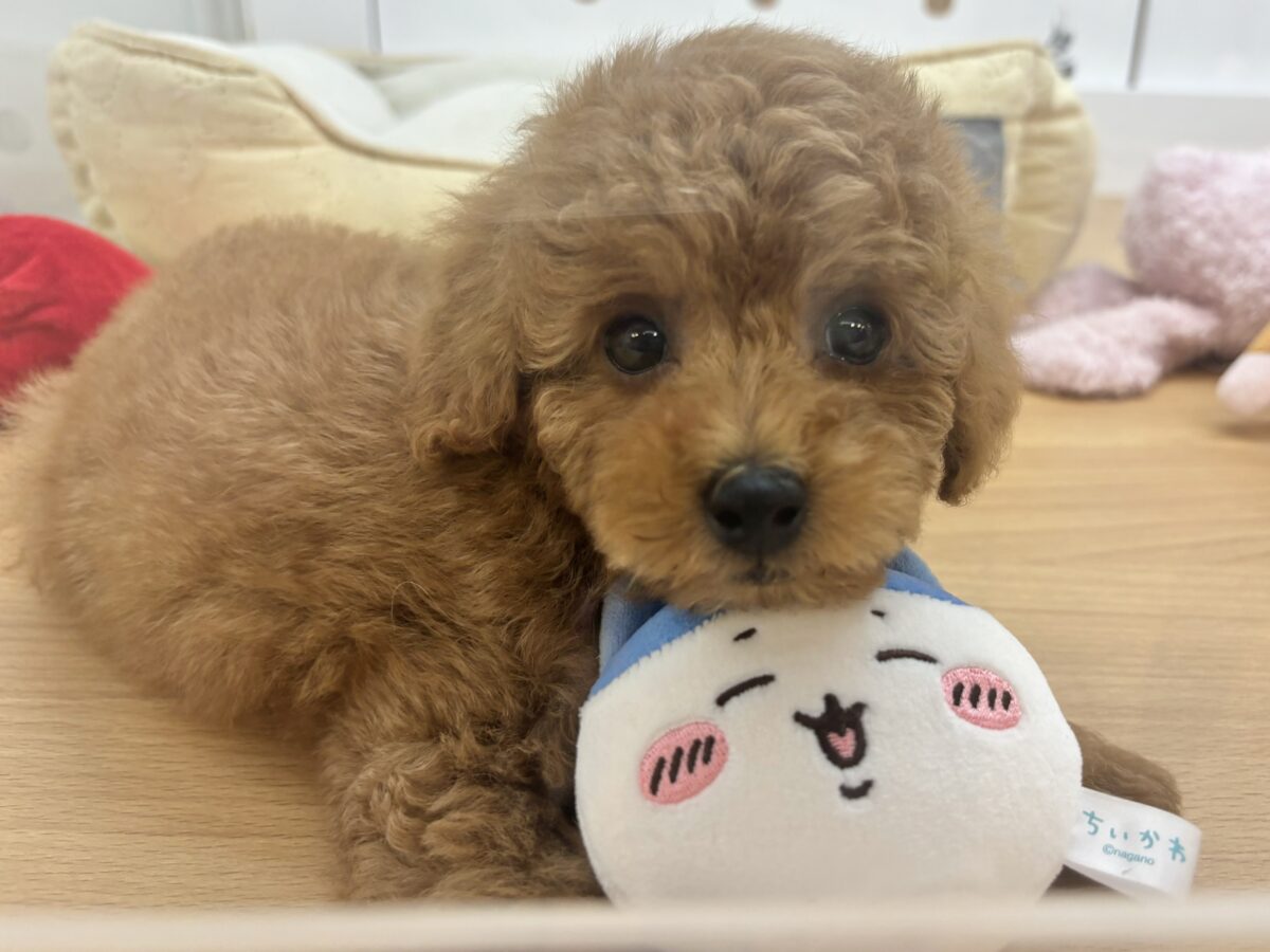 将来の夢はトップモデル★トイプードルくん! トイプードル