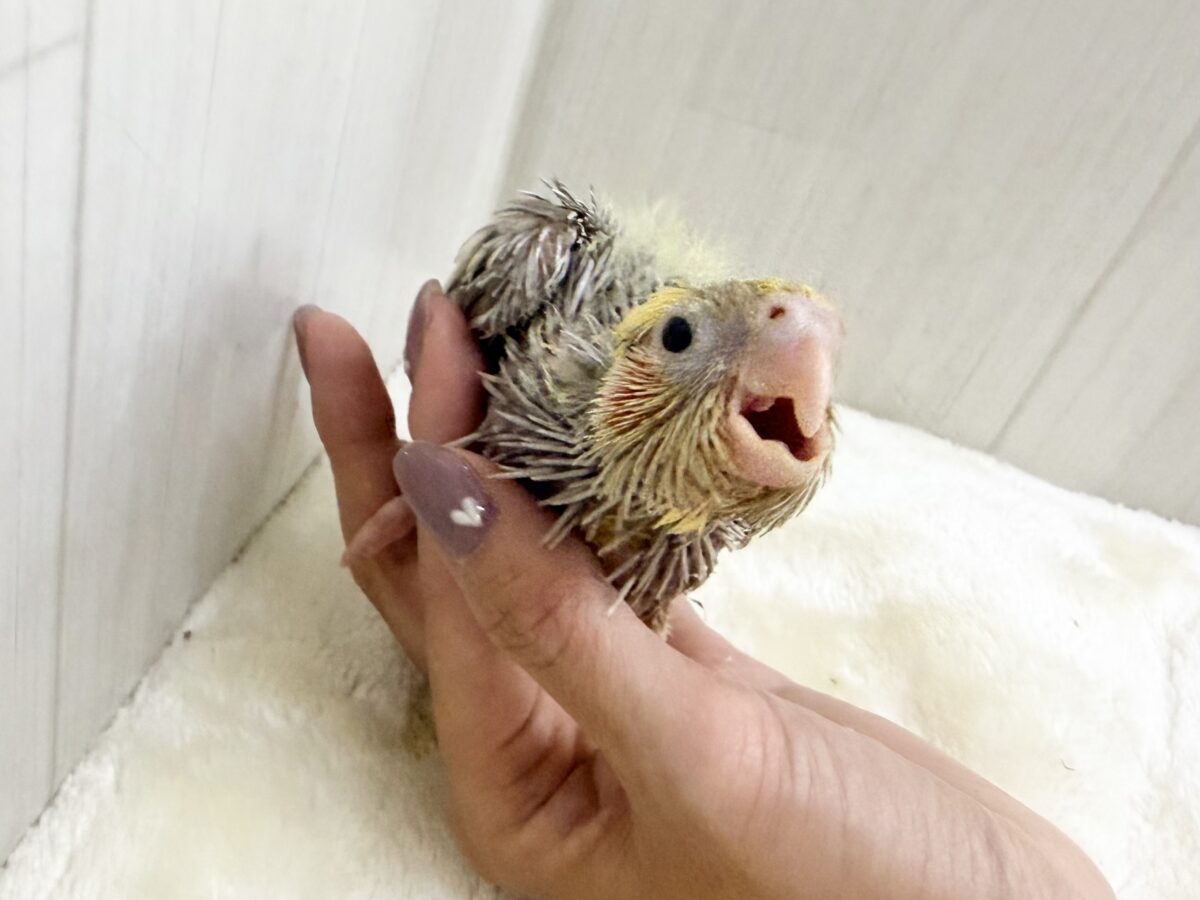 オカメインコ