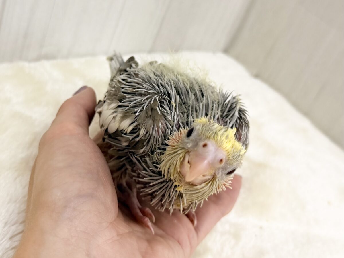 オカメインコ