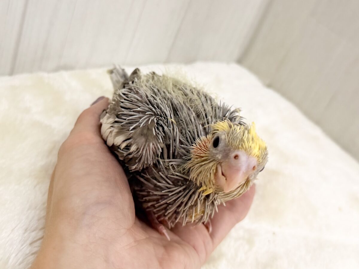 オカメインコ