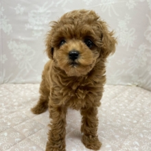 人気犬種ぷ〜ちゃん💖トイプードル(レッド)🌹‎女の子︎💕︎︎2026年7月4日生まれ