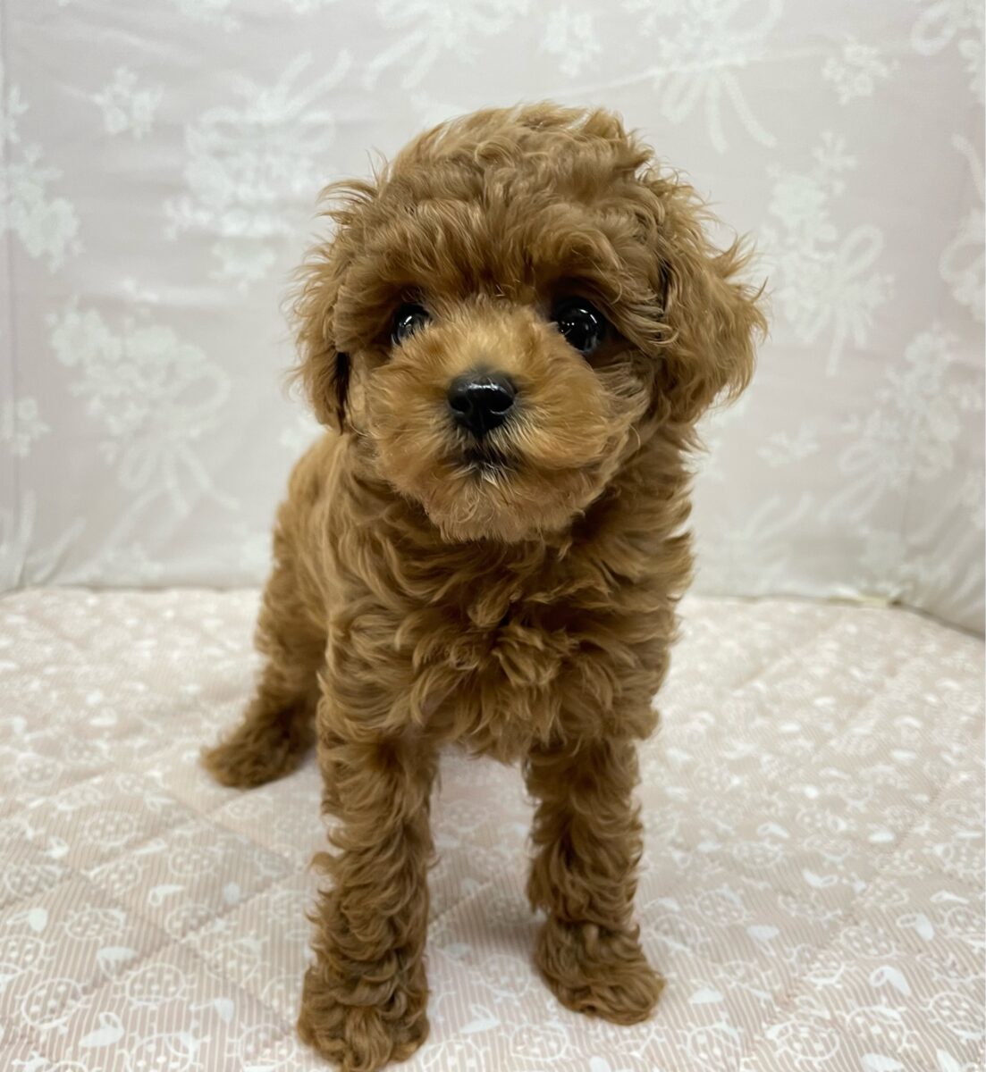 人気犬種ぷ〜ちゃん💖トイプードル(レッド)🌹女の子︎💕︎︎2026年7月4日生まれ トイプードル