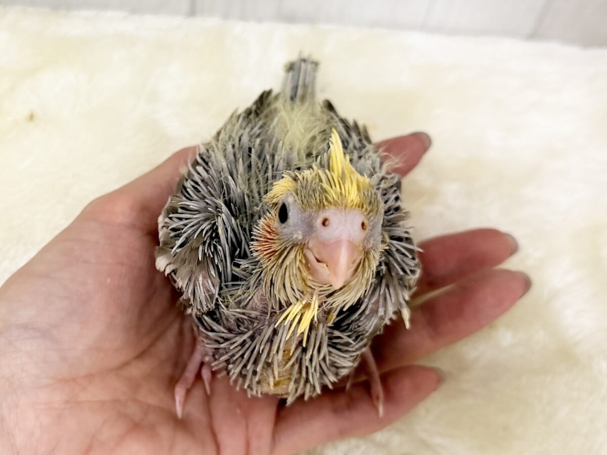 オカメインコ