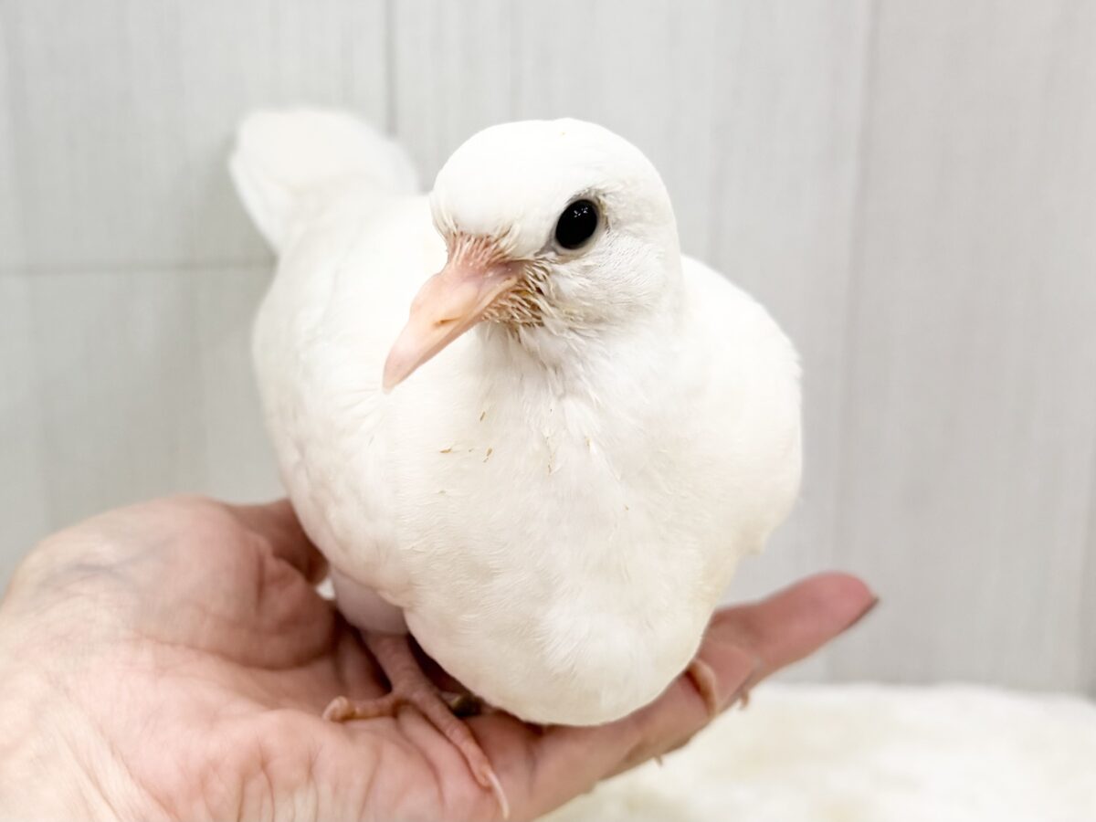 ハト沼にどっぷりハマってみちゃう?🩷ギンバト入荷しました❤️ ギンバト