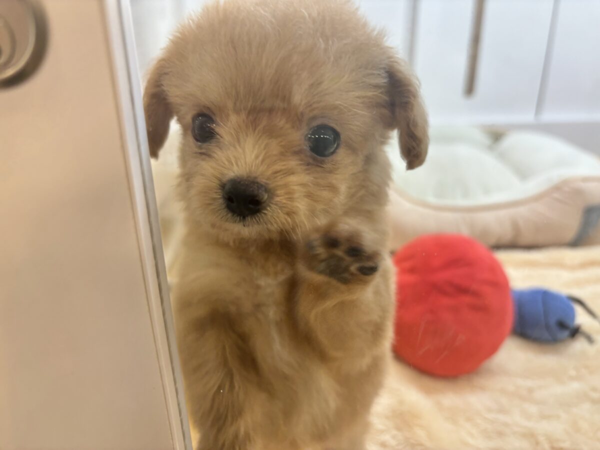 胸にダイブしていいですか♡♡?チワプーちゃん! チワプー