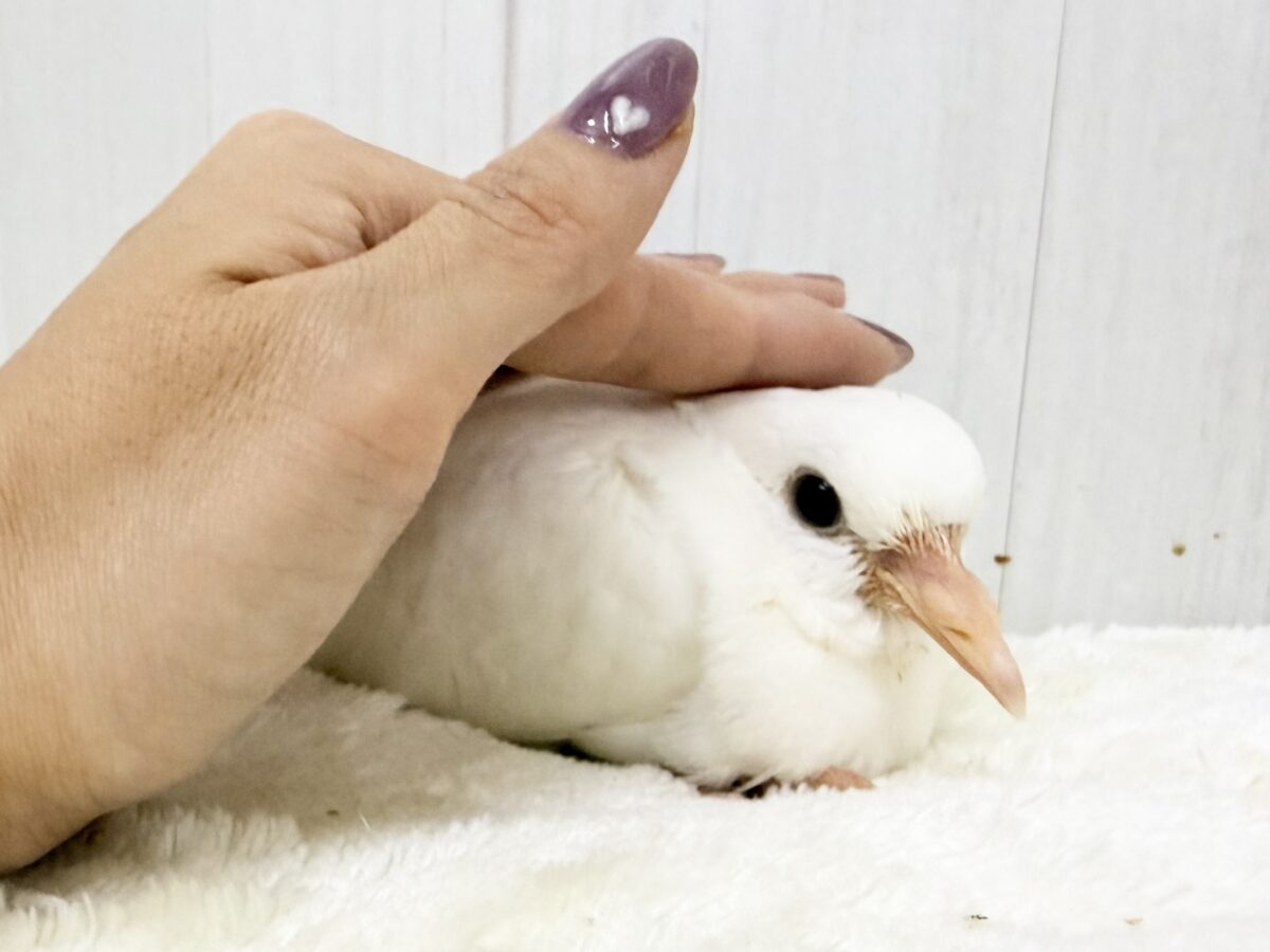 ハト沼にどっぷりハマってみちゃう?🩷ギンバト入荷しました❤️ ギンバト