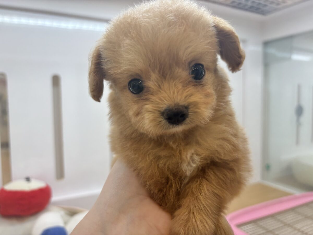 胸にダイブしていいですか♡♡?チワプーちゃん! チワプー