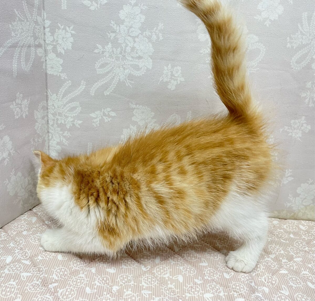 すりすりにゃ〜︎💕︎︎ミヌエット(レッドタビー&ホワイト)🍎🍼女の子💖 ミヌエット
