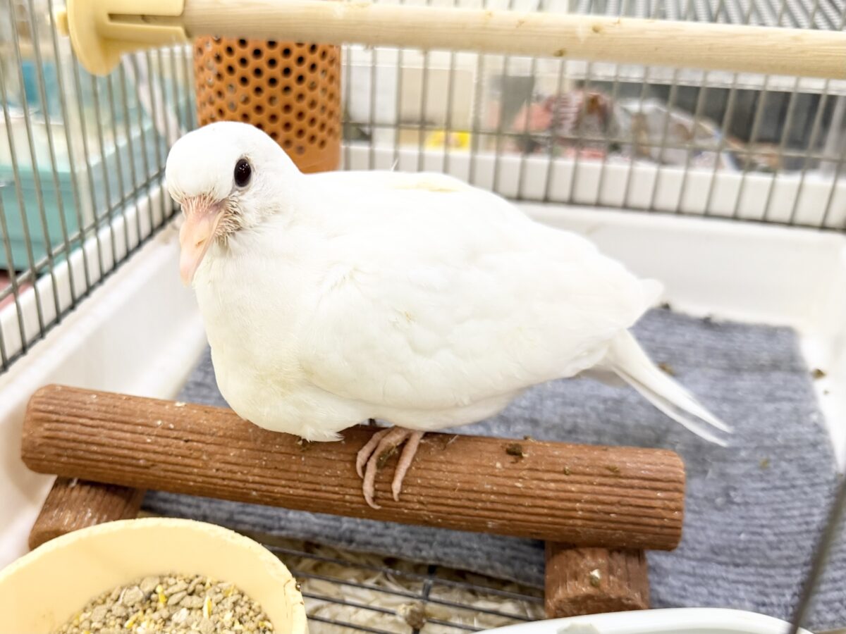 ハト沼にどっぷりハマってみちゃう?🩷ギンバト入荷しました❤️ ギンバト
