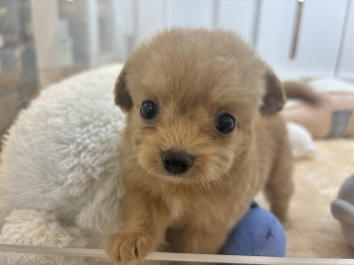 胸にダイブしていいですか♡♡?チワプーちゃん! チワプー