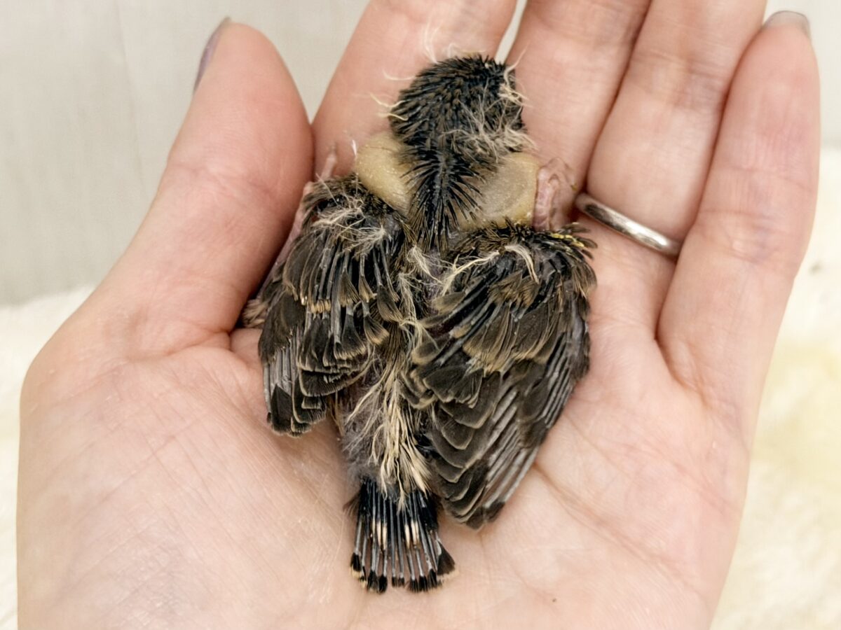 頭パヤパヤのちびっこさん🐥⸒⸒キンカ鳥のヒナ入荷しました❤️ 錦花鳥(キンカチョウ)