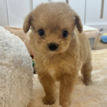 胸にダイブしていいですか♡♡？チワプーちゃん！