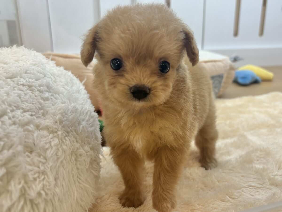 胸にダイブしていいですか♡♡?チワプーちゃん! チワプー