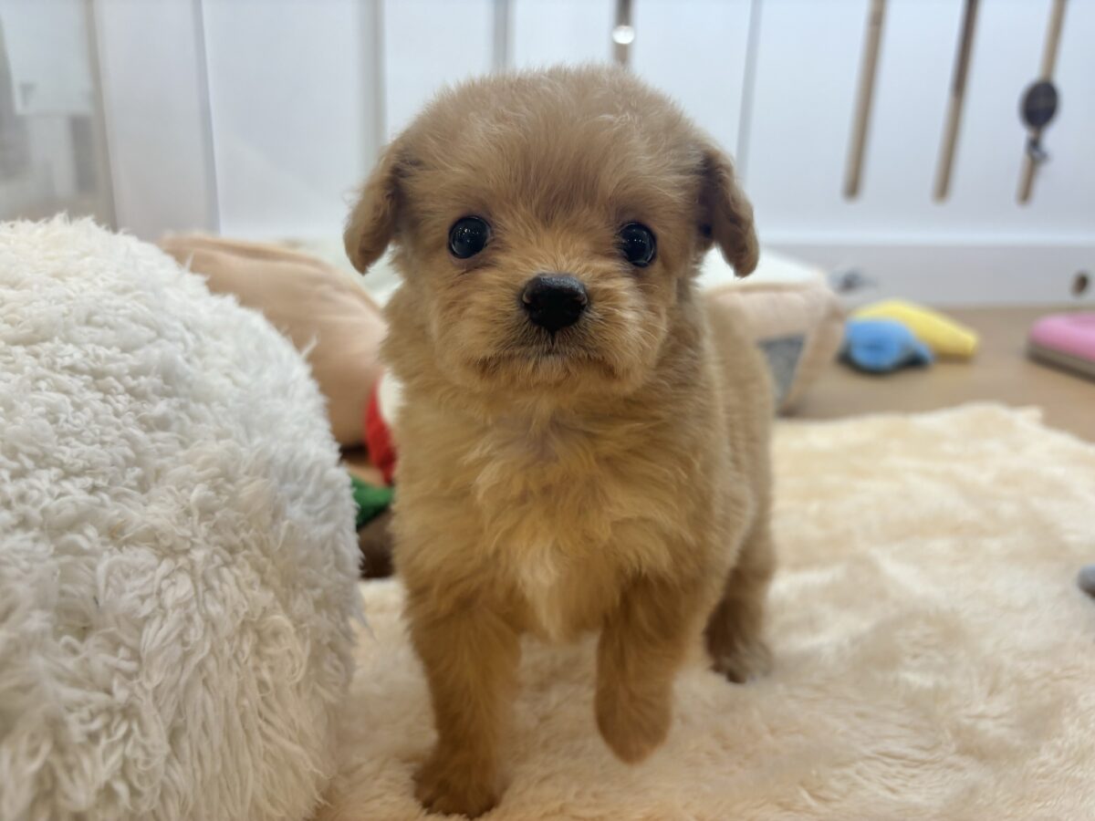 胸にダイブしていいですか♡♡?チワプーちゃん! チワプー