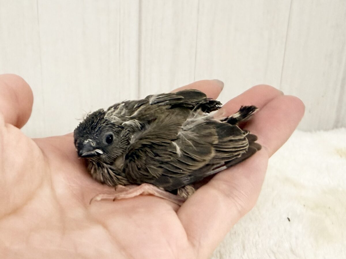 錦花鳥（キンカチョウ）