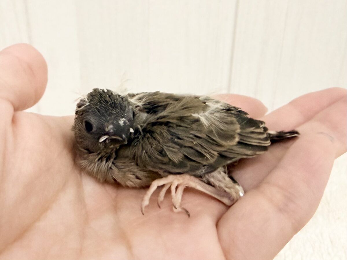 錦花鳥（キンカチョウ）
