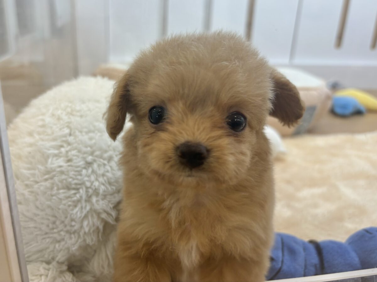 胸にダイブしていいですか♡♡?チワプーちゃん! チワプー