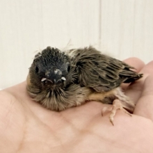 頭パヤパヤのちびっこさん🐥⸒⸒キンカ鳥のヒナ入荷しました❤️