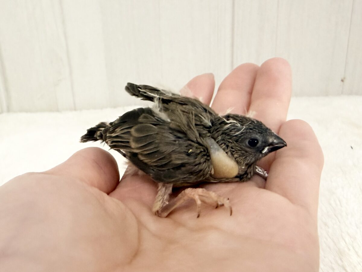 頭パヤパヤのちびっこさん🐥⸒⸒キンカ鳥のヒナ入荷しました❤️ 錦花鳥(キンカチョウ)