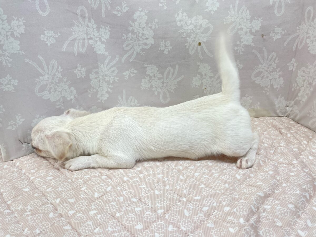 ぺろぺろしちゃう👅ハーフ犬(ペキニーズ×チワワ)(ホワイト)🤍女の子🩷️2026年5月16日生まれ ペキチワ(ペキチー、チワペキ)