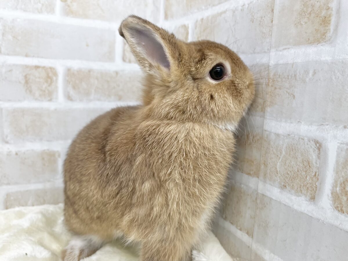ムムッとフェイスガール🐰💕✨ ネザーランドドワーフ(シナモン) ネザーランドドワーフ