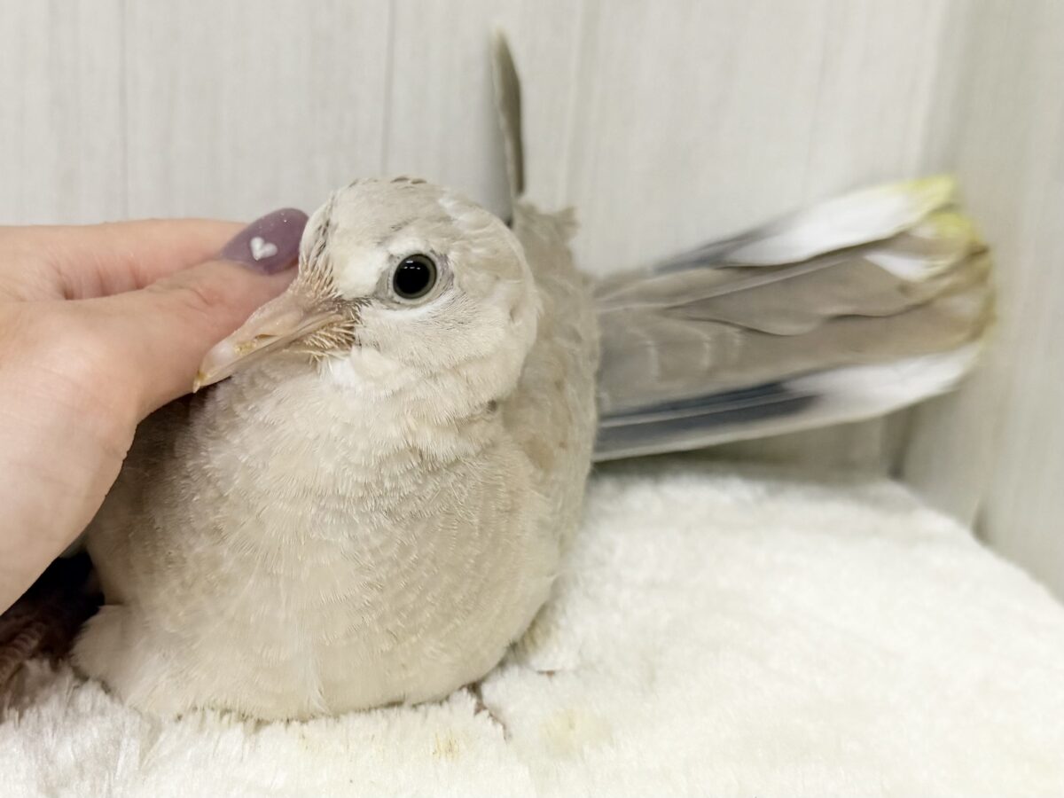 ジュズカケバト