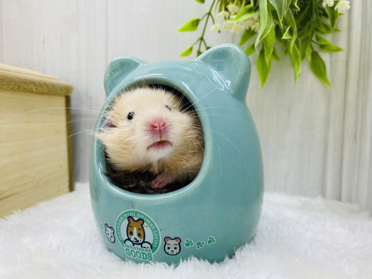 優しい垂れ目さん🧡キンクマだけど長毛なんですよ〜!! ゴールデンハムスター
