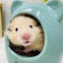 優しい垂れ目さん🧡キンクマだけど長毛なんですよ〜！！