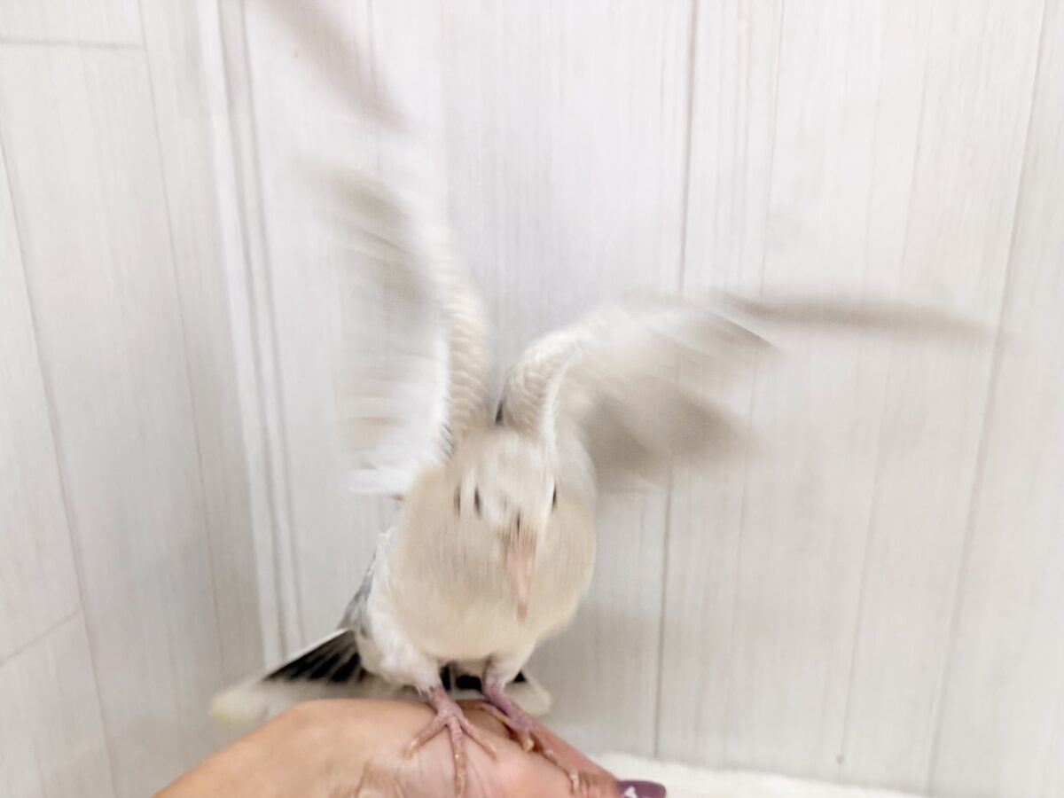 ジュズカケバト