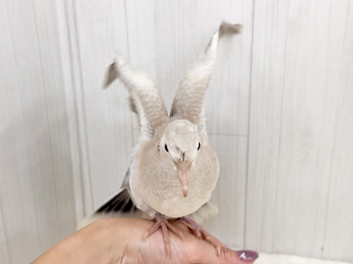 ジュズカケバト